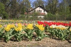 tulipany zg12 9825-