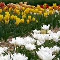 tulipany zg10 5907-