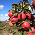Owocująca jabłoń