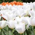 tulipany1 zg 0563-