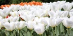 tulipany1 zg 0563-