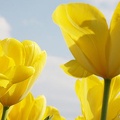 tulipany zg09 5726-