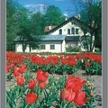 22-2001 tulipany sabediany 98