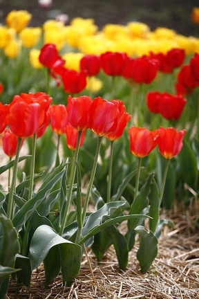 tulipany zg10 5920-