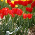 tulipany_zg10_5920-.jpg
