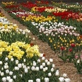 tulipany zg10 5916-