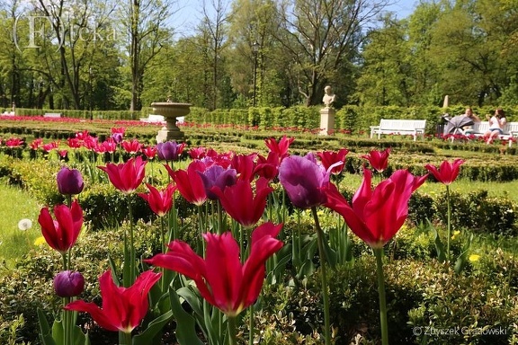 park-tulip zg19 6392-