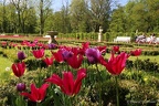 park-tulip zg19 6392-