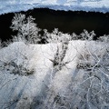 Drzewa nad rzeką Łupią zimą