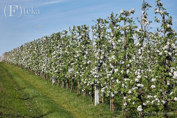 Kwitnący sad -- Sad w gminie Kowiesy, kwiecień 2024 rok
