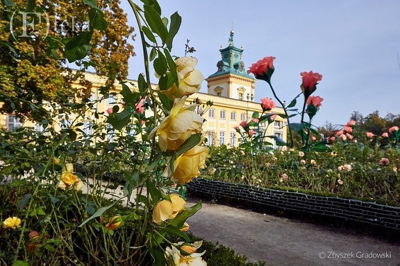 Ogród różany Pałacu w Wilanowie -- Muzeum Pałacu Króla Jana III w Wilanowie, ogród Pałacu ,październik 2023 r.